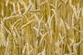 Closeup shot of grain field rye Royalty Free Stock Photo