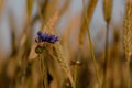 Closeup shot of a grain flower growing in a field, surrounded by stalks of golden grain. Royalty Free Stock Photo