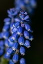 Closeup shot of a grape hyacinth in a dark backdrop Royalty Free Stock Photo