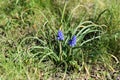 Closeup shot of grape hyacinth Muscari flowers in the garden Royalty Free Stock Photo