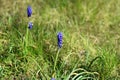Closeup shot of grape hyacinth Muscari flowers in the garden Royalty Free Stock Photo