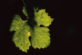 Closeup shot of a grape leaf illuminated by the sun in a vineyard of Piedmont, Italy at the sunset Royalty Free Stock Photo