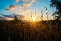 Closeup shot of the grass in a country field with sunset scene in the blur background Royalty Free Stock Photo