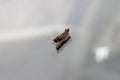 Closeup shot of a grasshopper reflecting on a windshield Royalty Free Stock Photo