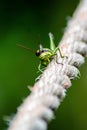 Closeup shot of a grasshopper on a rope Royalty Free Stock Photo