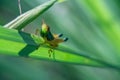 Closeup shot of a Grasshopper (Caelifera) resting on a leaf on the blurred background