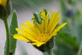 Closeup shot of the grasshopper on the yellow calendula arvensis flower Royalty Free Stock Photo