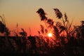 Closeup shot of a grassland silhouette in a sunset background Royalty Free Stock Photo