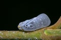 Closeup shot of a gray Citrus flatid planthopper standing on a green stem, with a black background