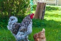 Closeup shot of a gray cochin rooster and brown hen walking on green grass Royalty Free Stock Photo