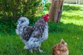 Closeup shot of a gray cochin rooster and brown hen walking on green grass Royalty Free Stock Photo