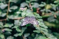 Closeup shot of a gray cracker butterfly on a leafy branch Royalty Free Stock Photo