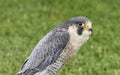 Closeup shot of a gray hawk standing in a park