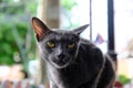 Closeup shot of a gray Korat cat with green eyes against the isolated background Royalty Free Stock Photo