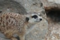 Closeup shot of a gray mongoose, the meerkat or (Suricata suricatta) in Parc Paradisio , Belgium Royalty Free Stock Photo