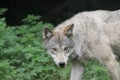 Closeup shot of a gray wolf with a fierce look and greenery in the background Royalty Free Stock Photo