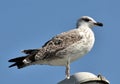 Closeup shot of great black-backed gull on the blue sky background Royalty Free Stock Photo