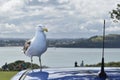 Closeup shot of a great black-backed gull in a park with a blurry background Royalty Free Stock Photo