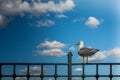 Closeup shot of a great black-backed gull standing on a fence against the sky Royalty Free Stock Photo