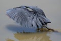 Closeup shot of a Great blue heron standing in water with open wings under the sunlight Royalty Free Stock Photo