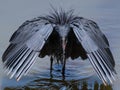 Closeup shot of a Great blue heron standing in water with open wings under the sunlight Royalty Free Stock Photo