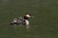 Closeup shot of the Great Crested Grebe and its babies swimming in the lake Royalty Free Stock Photo