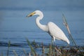 Closeup shot of a great egret bird enjoying its meal while standing in the lake water Royalty Free Stock Photo