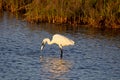 Closeup shot of great egret drinking water in the Ebro Delta Royalty Free Stock Photo