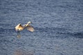 Closeup shot of a great egret flying over the water of the Ebro Delta Royalty Free Stock Photo