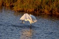 Closeup shot of a great egret leaning forward to drink the water of the Ebro Delta Royalty Free Stock Photo