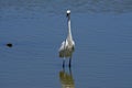 Closeup shot of a great egret in the water of the Ebro Delta Royalty Free Stock Photo