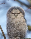 Closeup shot of a great grey owl with closed eyes perched on a tree branch Royalty Free Stock Photo