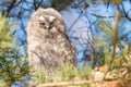 Closeup shot of a great grey owl with closed eyes perched on a tree branch Royalty Free Stock Photo