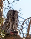 Closeup shot of a great grey owl with closed eyes perched on a tree branch Royalty Free Stock Photo