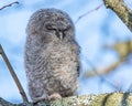 Closeup shot of a great grey owl with closed eyes perched on a tree branch Royalty Free Stock Photo