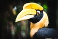 Closeup shot of a great hornbill. Royalty Free Stock Photo