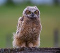 Closeup shot of a great horned owl trying to look dangerous