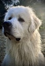 Closeup shot of a Great Pyrenees dog. Royalty Free Stock Photo