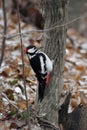 Closeup shot of a great spotted woodpecker on a tree trunk. Dendrocopos major. Royalty Free Stock Photo