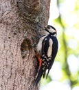 Closeup shot of a great spotted woodpecker on a tree trunk. Dendrocopos major. Royalty Free Stock Photo