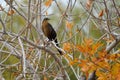 Closeup shot of Great-tailed grackle bird sitting on tree branches with orange and yellow leaves Royalty Free Stock Photo
