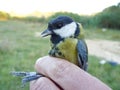 Closeup shot of great tit bird perched on human hand Royalty Free Stock Photo