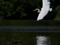 Closeup shot of a great white egret flying above the lake Royalty Free Stock Photo