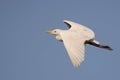 Closeup shot of a great white egret flying against a blue sky Royalty Free Stock Photo