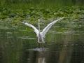 Closeup shot of a Great White Egret landing on the water in the daylight Royalty Free Stock Photo