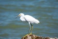 Closeup shot of a great white egret standing near ocean Royalty Free Stock Photo