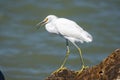 Closeup shot of a great white egret standing near ocean Royalty Free Stock Photo