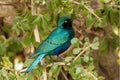 Closeup shot of a Greater blue-eared starling bird - Lamprotornis chalybaeus