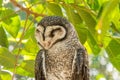 Closeup shot of a greater sooty owl with green tree leaves Royalty Free Stock Photo