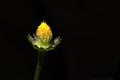 Closeup shot of a greater spearwort (Ranunculus lingua) against the black background Royalty Free Stock Photo